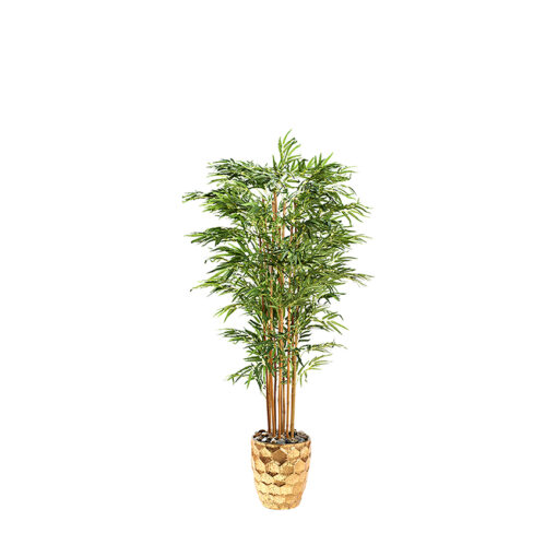 Bamboo Tree in Leonine Planter 7' - 323008