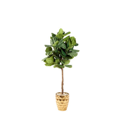 Fiddle Leaf Fig in Leonine Planter 7' - 323010