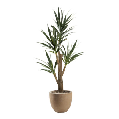 Yucca Tree in Grove Planter 6' - 323012
