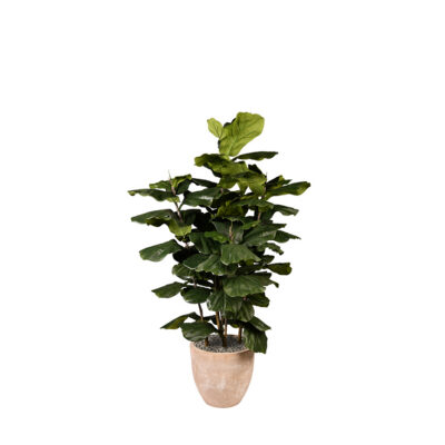 Big Leaf Fiddle Leaf Fig in Grove Planter 6.5' - 323013