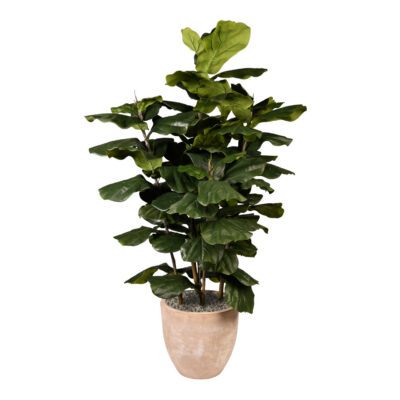 Big Leaf Fiddle Leaf Fig in Grove Planter 6.5' - 323013