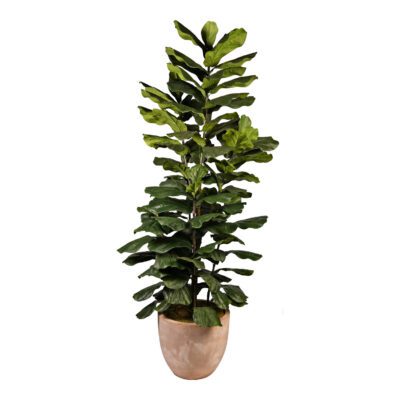 Jumbo Fiddle Leaf Fig in Grove Planter 8' - 323014