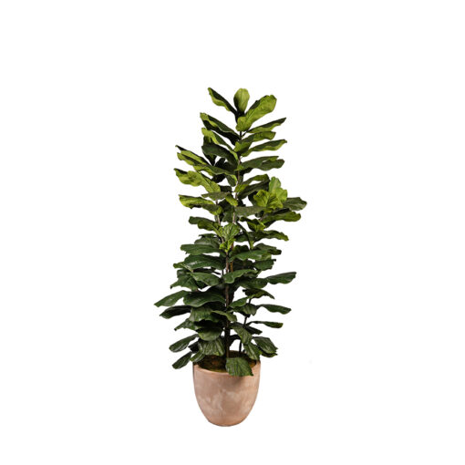 Jumbo Fiddle Leaf Fig in Grove Planter 8' - 323014
