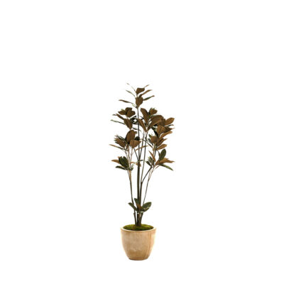 Magnolia Tree in Grove Planter 5.5' - 323015