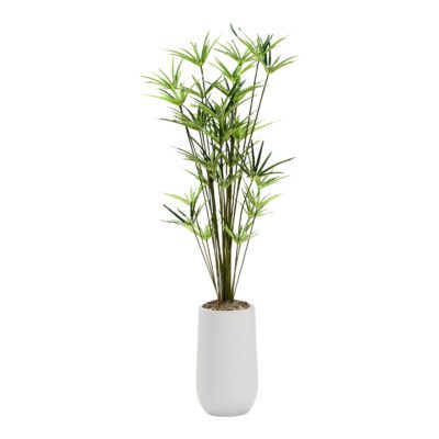 Cyperus Papyrus Plant in Quinn Planter 5.5' - 323016