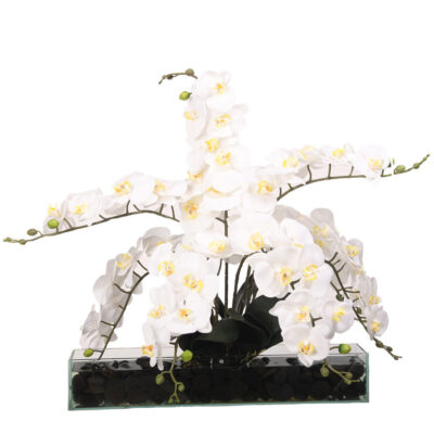 White Phael Orchids in Rectangle Aquarium Glass - 219072