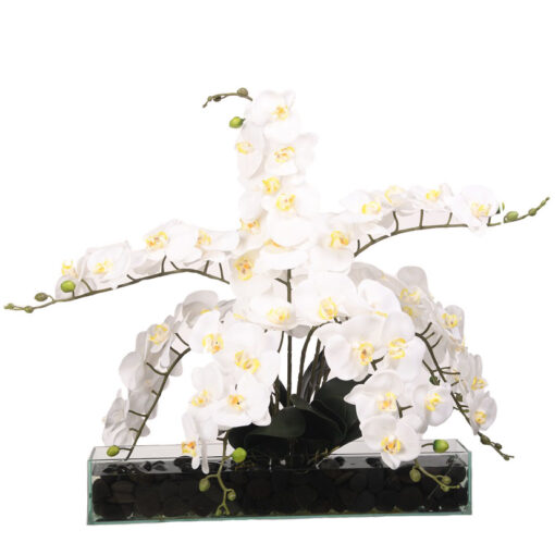 White Phael Orchids in Rectangle Aquarium Glass - 219072