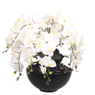White Phael Orchids in Planter - 219074