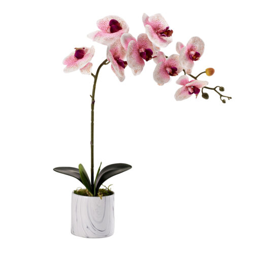 Pink Phael Orchid in Small Cora Vase - 221003