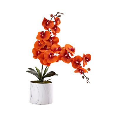 Orchids in Large Cora Vase - 221009