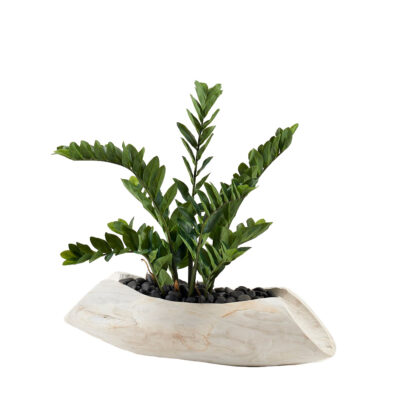 Zamiifolia Plant in Whitewashed Lodge Planter - 221024