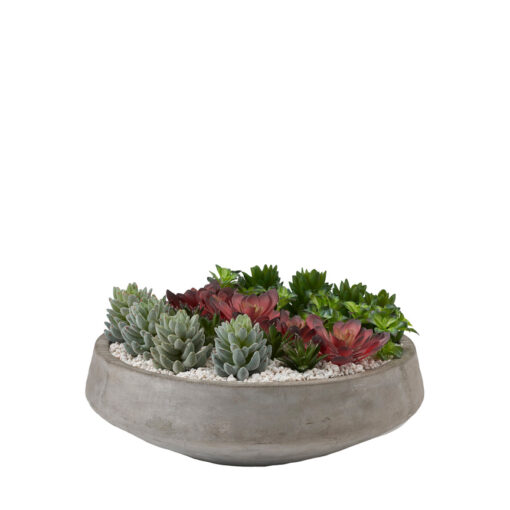 Assorted  and Echeveria in Round Cement Bowl - 221030