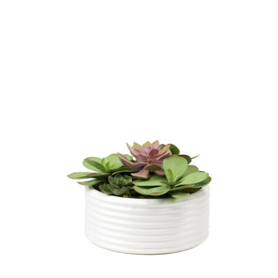 Assorted Succulents in White Bowl - 221033