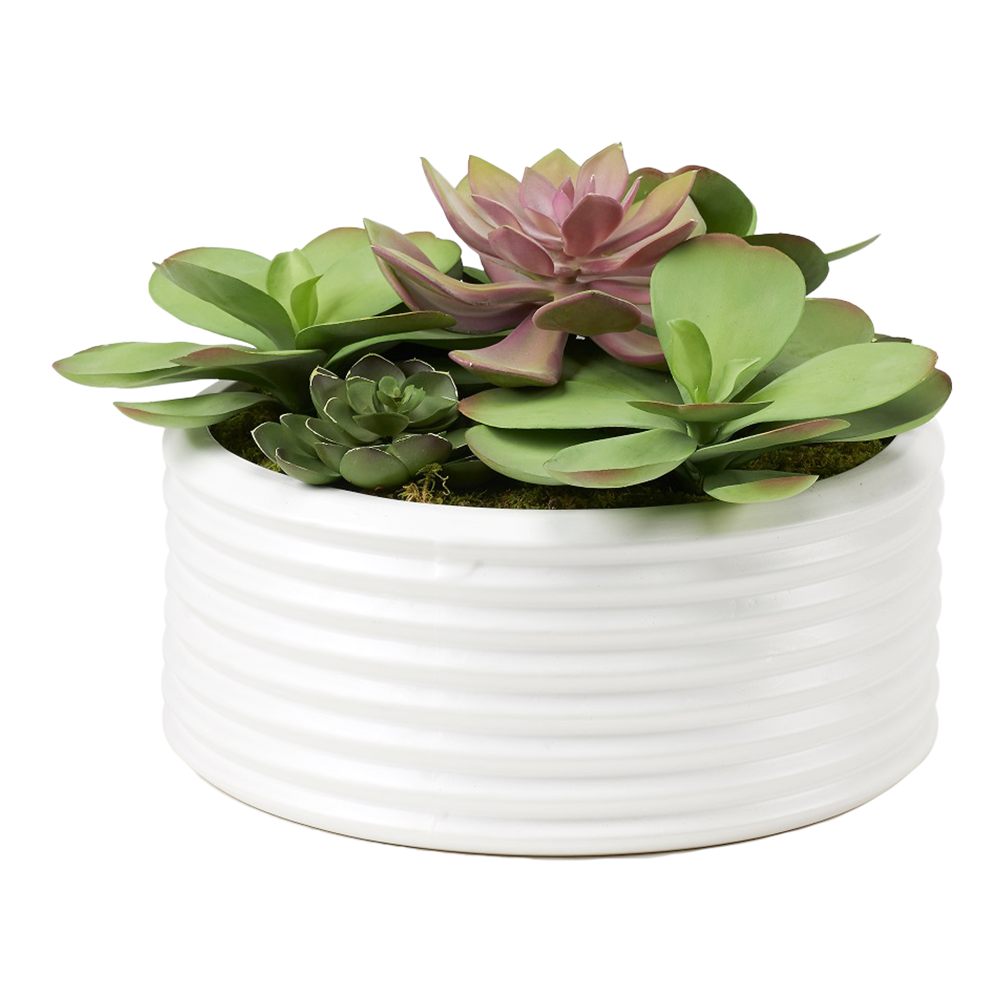 Echeverias in White Bowl - 221033