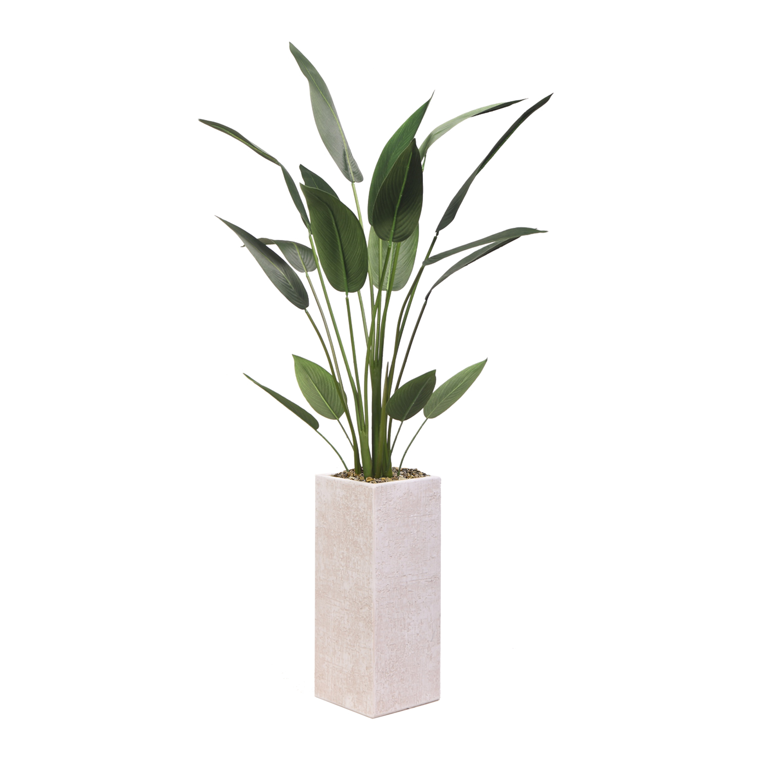 Traveler Palm in Everett Planter 5' - 322100