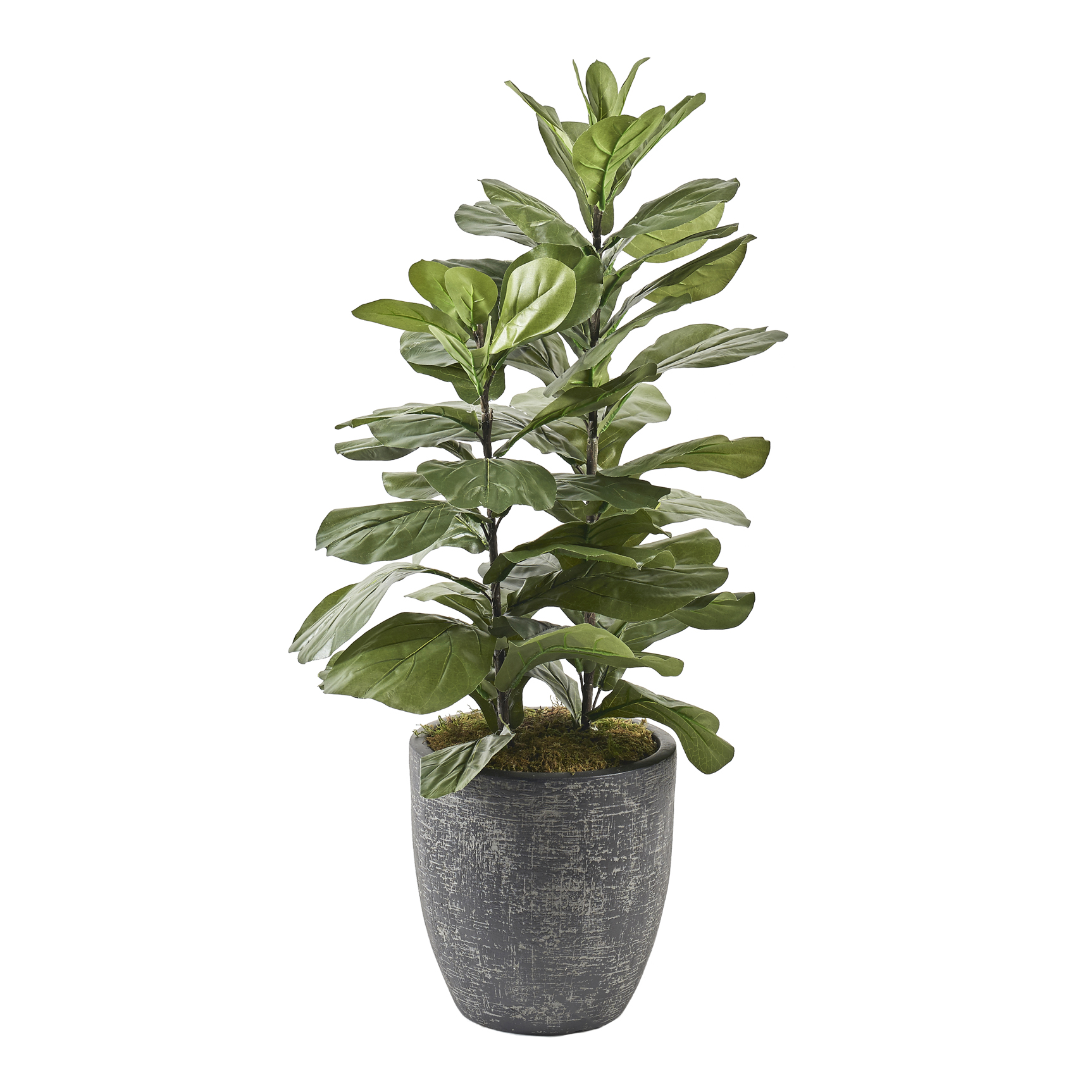 Fiddle Leaf Fig in Hudson Planter 3.8' - 322103