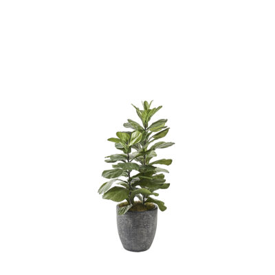 Fiddle Leaf Fig in Hudson Planter 3.8' - 322103