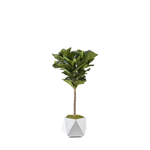 Fiddle Leaf Fig in Jagger Planter 5' - 322106