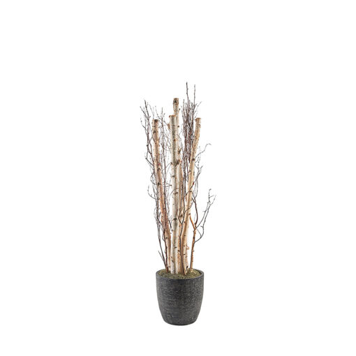 Birch Pole and Birch Branches in Sawyer Planter 7' - 322108