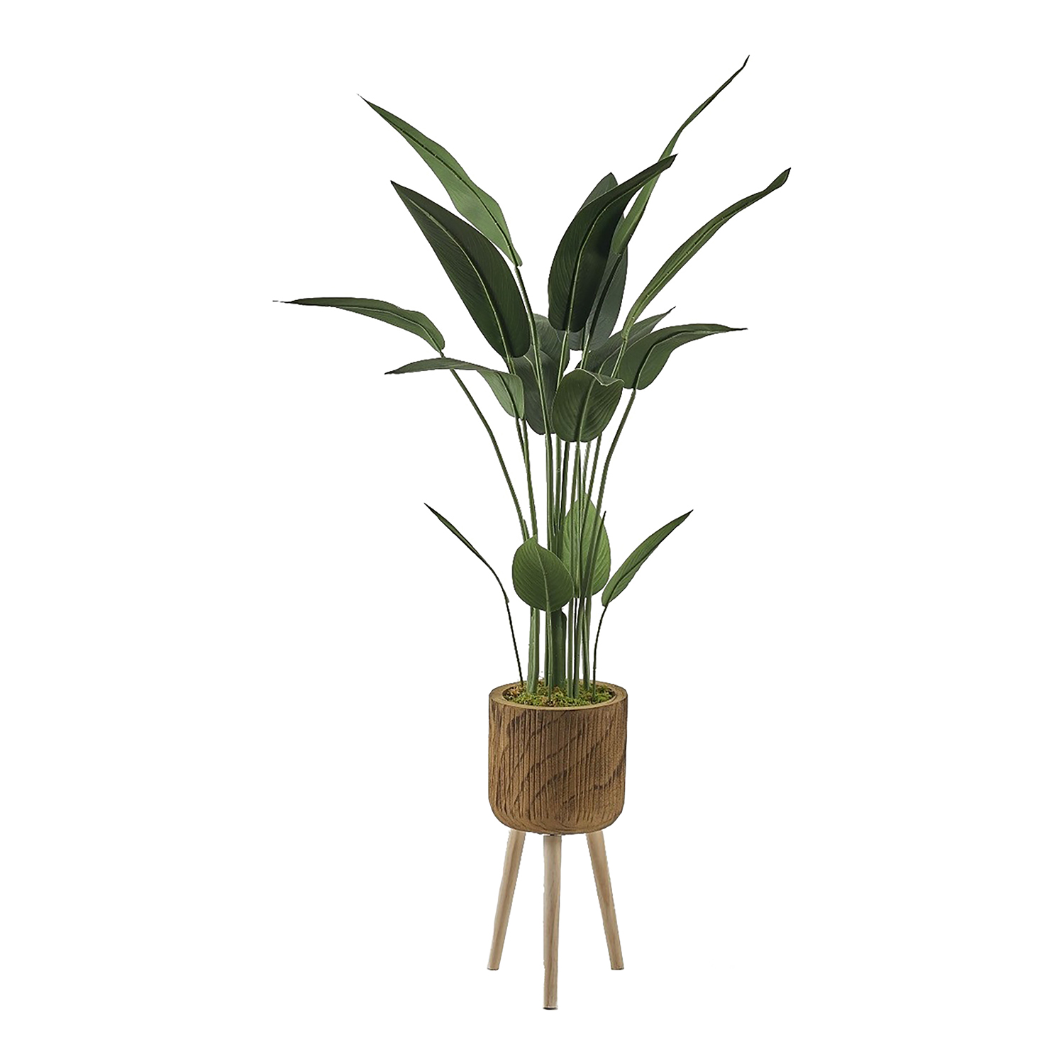 Traveler Palm in Asher Planter with Legs 5' - 322112