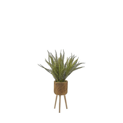 Boston Fern in Asher Planter with Legs 3' - 322113