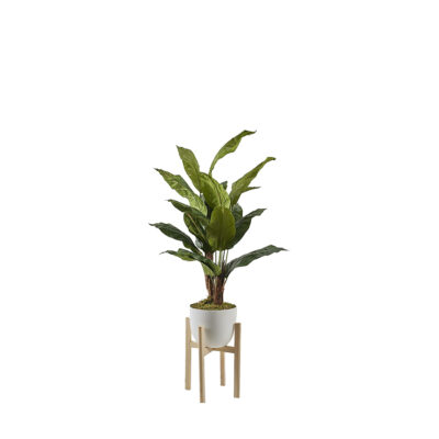 Spath Plant in Catalina Planter 5.5' - 322118
