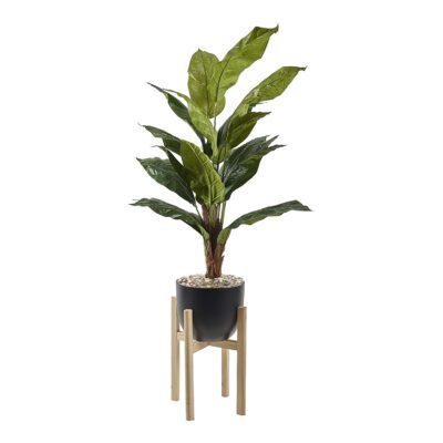 Spath Plant in Catalina Planter 5.5' - 322119