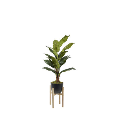Spath Plant in Catalina Planter 5.5' - 322119