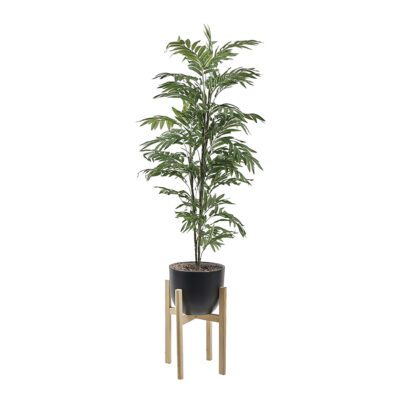 Phoenix Palm in Catalina Planter 6' - 322120