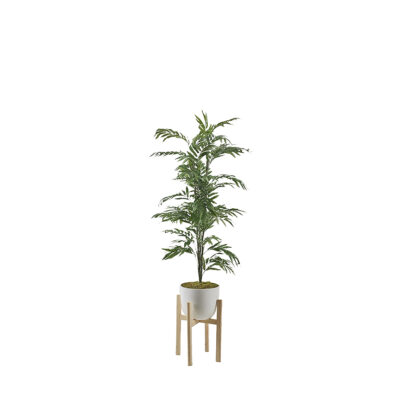 Phoenix Palm in Catalina Planter 6' - 322121