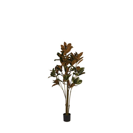 Potted Magnolia Denudata Tree 5' - TL1000
