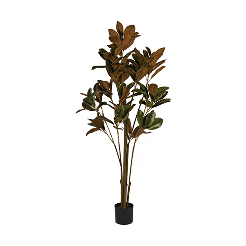 Potted Magnolia Denudata Tree 5' - TL1000 - Image 2