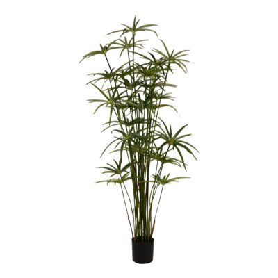 Potted Cyperus Papyrus 4.3' - TL1001