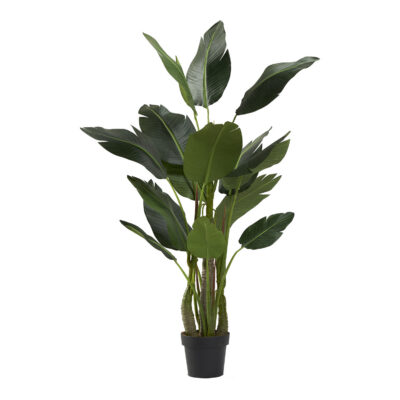 Bird of Paradise Tree 4.7' - TL1003