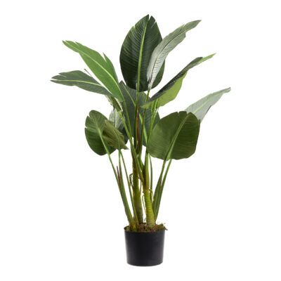 Bird of Paradise Tree 4.1' - TL875