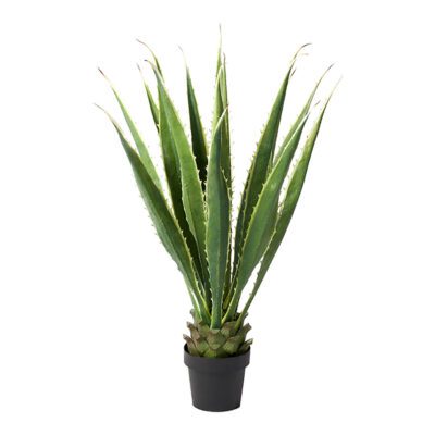 Agave Plant 3.5' - TL908