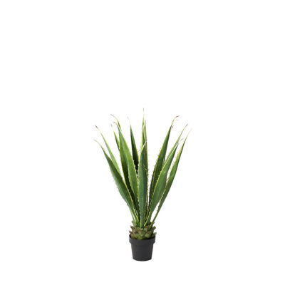 Agave Plant 3.5' - TL908