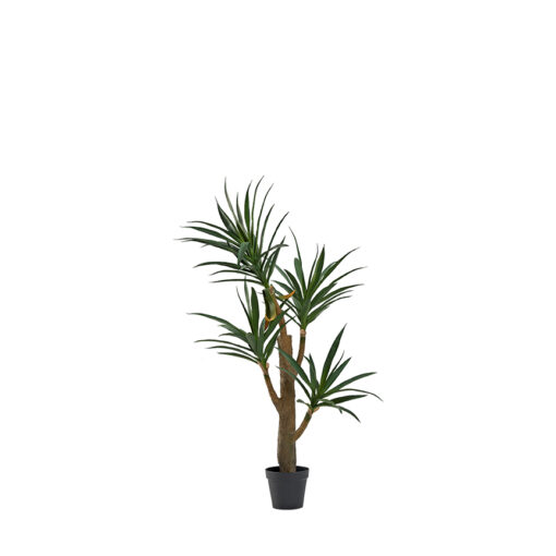 Yucca Tree 5' - TL999