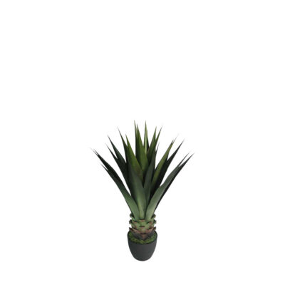 Small Jumbo Agave Plant - TL939