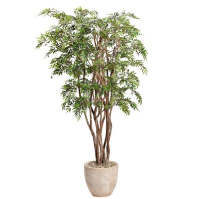 Ruscus Tree in Medium Grove Planter 7.5' - 322916