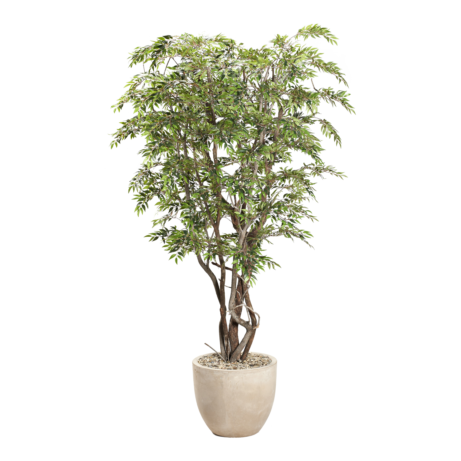 Ruscus Tree in Grove Planter 8.5' - 322917