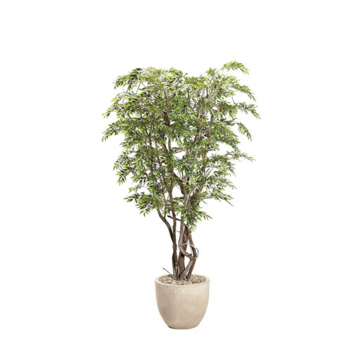 Ruscus Tree in Grove Planter 8.5' - 322917