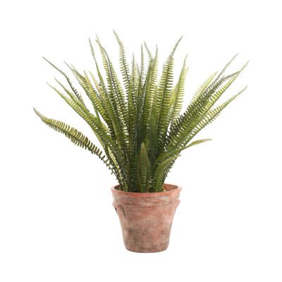 Boston Fern in Dwell Planter - 236018