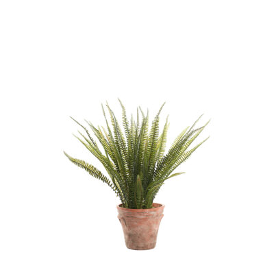 Boston Fern in Dwell Planter - 236018
