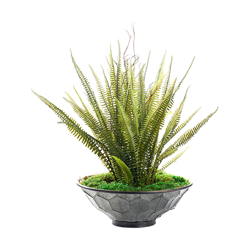Boston Fern & Bushy Dragon in Vida Planter - 236020 - Image 2