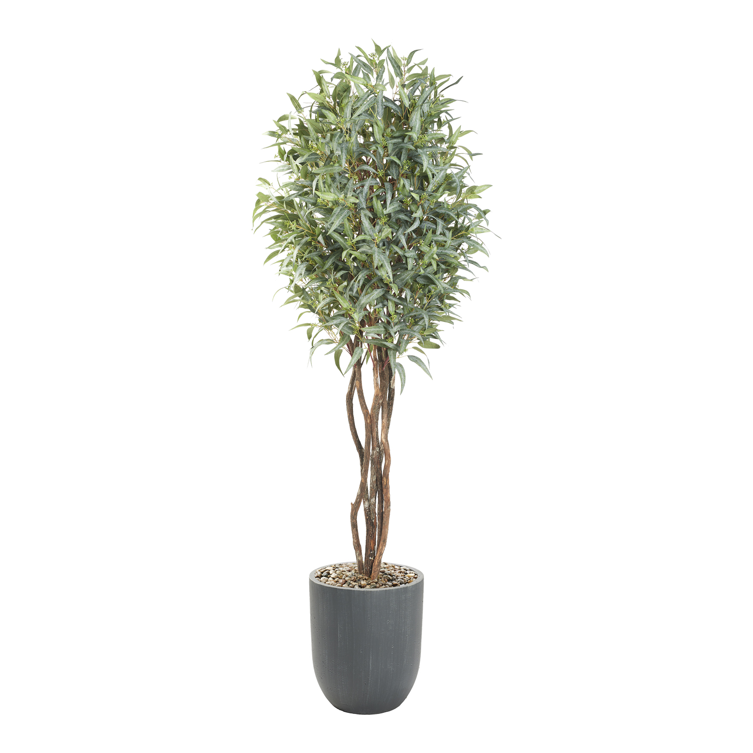 Eucalyptus with Fruit in Campbell Planter 8' - 323601