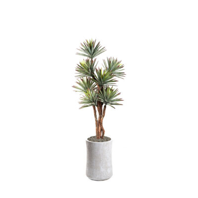 Agave Tree in Weston Planter 8' - 323602