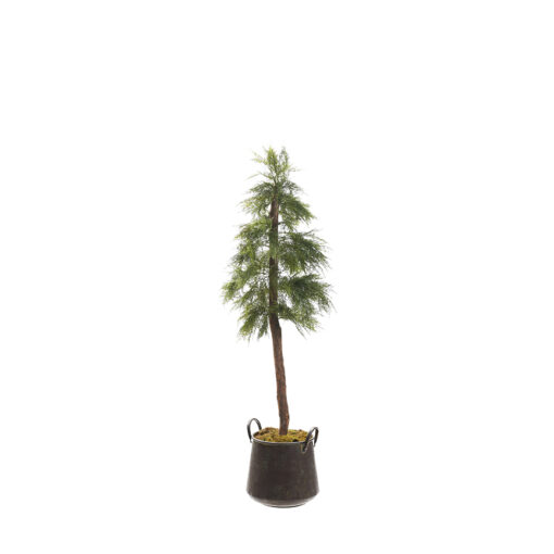 Artemisia Tree in Lantana Planter 6.5' - 323603
