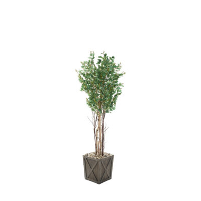 Eucalyptus Polyanthemos in Grange Planter 6.5' - 323604