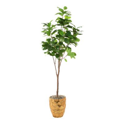 Audrey Ficus in Leonine Planter 6' - 323606